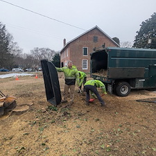 Removal-of-Two-Vine-Covered-Mulberry-Trees-in-the-Town-of-Saint-Michaels 4